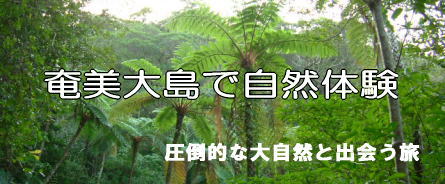 奄美大島で自然体験−圧倒的な大自然と出会う旅